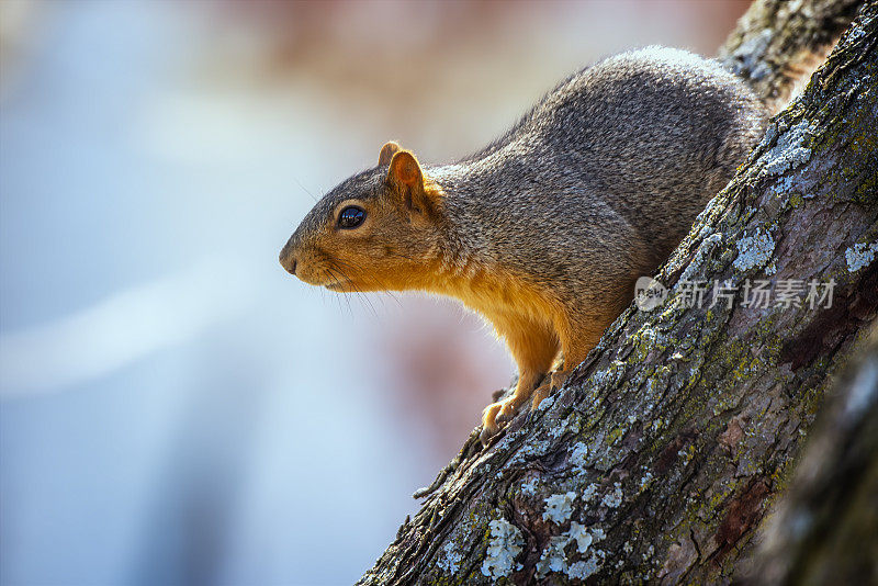 狐狸松鼠(Sciurus niger)